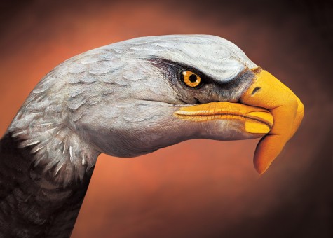 Bald-Eagle-on-brown1-475x340
